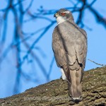 Habicht (Accipiter gentilis)