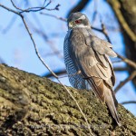 Habicht (Accipiter gentilis)