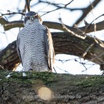 Habicht (Accipiter gentilis)