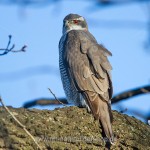 Habicht (Accipiter gentilis)