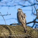 Habicht (Accipiter gentilis)