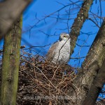 Habicht (Accipiter gentilis) am Horst