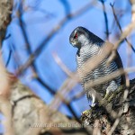 Habicht (Accipiter gentilis)