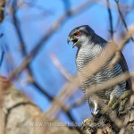 Habicht (Accipiter gentilis)
