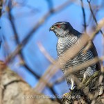 Habicht (Accipiter gentilis)