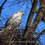 Habicht (Accipiter gentilis) am Horst