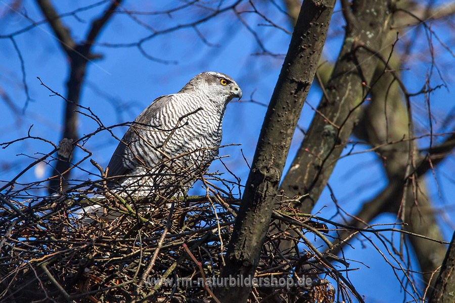 Habicht (Accipiter gentilis) am Horst Naturfotografie Rolf Müller