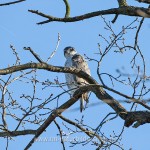 Habicht (Accipiter gentilis)