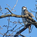 Habicht (Accipiter gentilis)