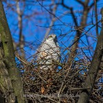 Habicht (Accipiter gentilis) am Horst