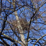 Habicht (Accipiter gentilis) am Horst