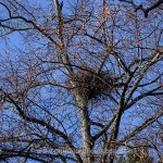 Habicht (Accipiter gentilis) am Horst