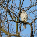 Habicht (Accipiter gentilis)