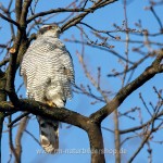 Habicht (Accipiter gentilis)