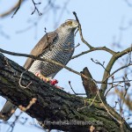 Habicht (Accipiter gentilis) mit Beute