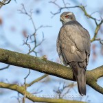 Habicht (Accipiter gentilis)