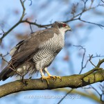 Habicht (Accipiter gentilis)