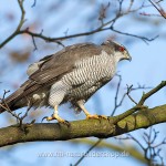 Habicht (Accipiter gentilis)