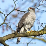 Habicht (Accipiter gentilis)