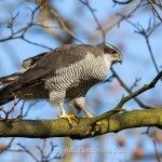 Habicht (Accipiter gentilis)
