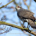 Habicht (Accipiter gentilis)