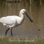 Löffler (Platalea leucorodia)