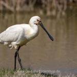 Löffler (Platalea leucorodia)