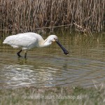 Löffler (Platalea leucorodia)