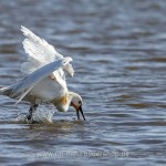Löffler (Platalea leucorodia)