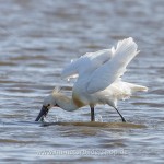 Löffler (Platalea leucorodia)