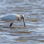 Löffler (Platalea leucorodia)