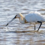 Löffler (Platalea leucorodia)