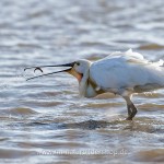 Löffler (Platalea leucorodia)