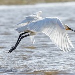 Löffler (Platalea leucorodia)