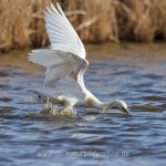 Löffler (Platalea leucorodia)