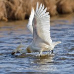 Löffler (Platalea leucorodia)