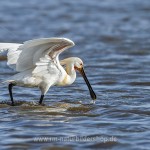 Löffler (Platalea leucorodia)