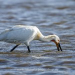 Löffler (Platalea leucorodia)