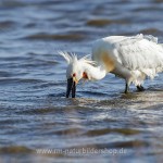 Löffler (Platalea leucorodia)