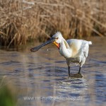 Löffler (Platalea leucorodia)