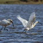 Löffler (Platalea leucorodia)
