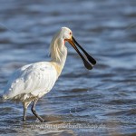 Löffler (Platalea leucorodia)