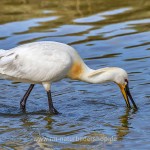 Löffler (Platalea leucorodia)