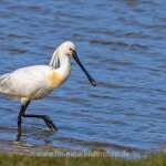 Löffler (Platalea leucorodia)