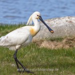 Löffler (Platalea leucorodia)