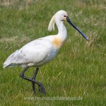 Löffler (Platalea leucorodia)