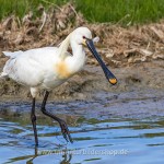 Löffler (Platalea leucorodia)
