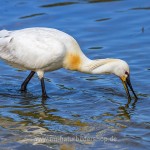 Löffler (Platalea leucorodia)