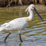 Löffler (Platalea leucorodia)