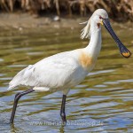 Löffler (Platalea leucorodia)